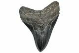 Serrated, Fossil Megalodon Tooth - South Carolina #306300-1